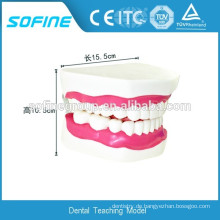 Fortgeschrittenes PVC Dental Teaching Modell